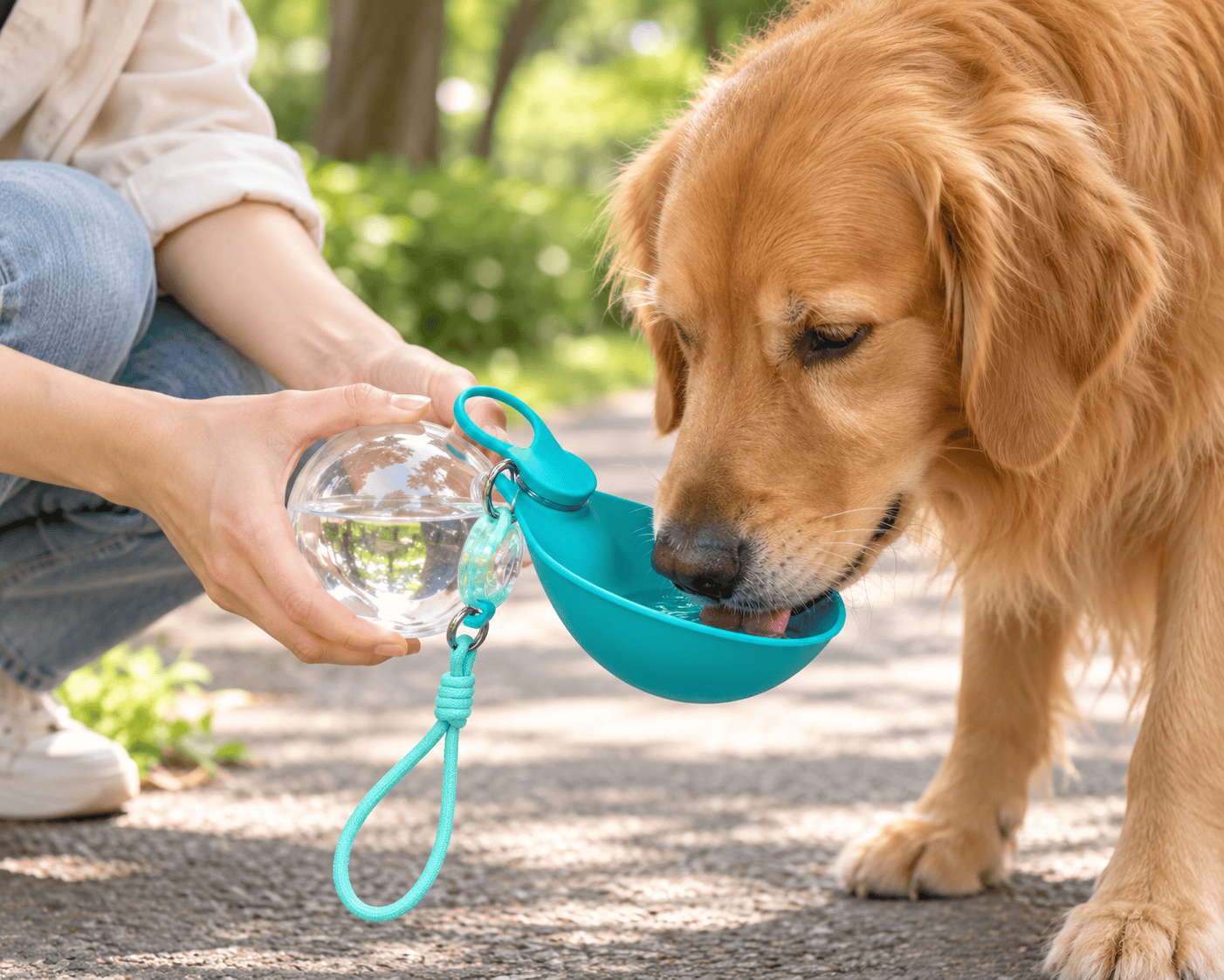 Golden retriever drinking from a portable silicone bottle bowl outdoors