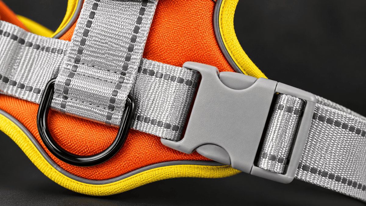 Close-up of reflective harness straps, buckle and leash ring